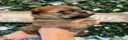 Chow Chow dogs for sale: Gorgeous Chow Chow Puppies 🐻 - Advert 6