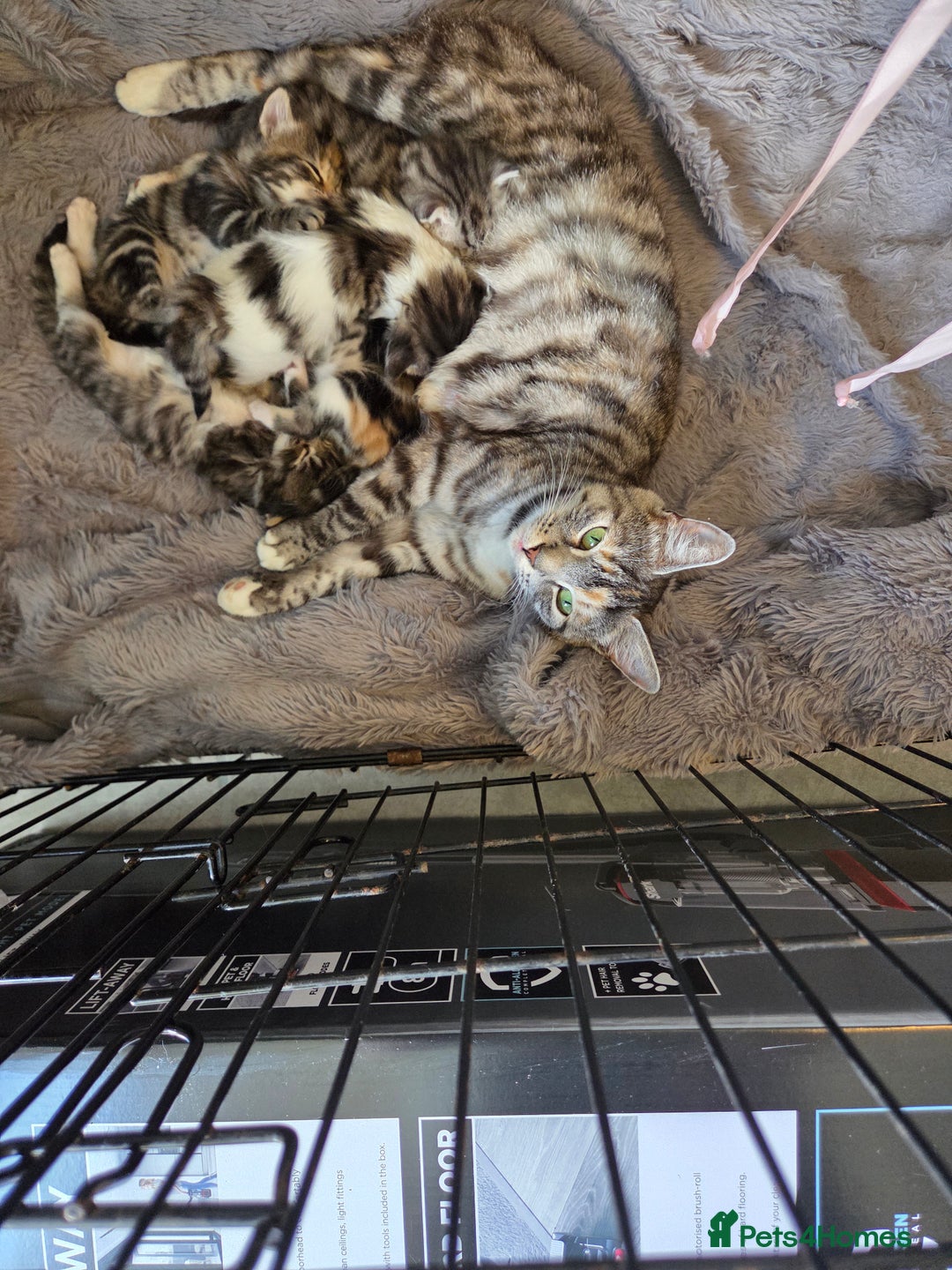 Mixed Breed cats for sale: Mixed colour tabby kittens - Image 17
