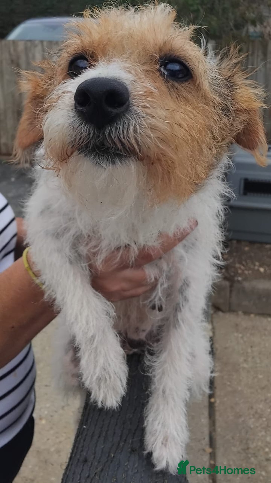 Jack Russell dogs for sale: Jack Russell puppy for sale - Image 3