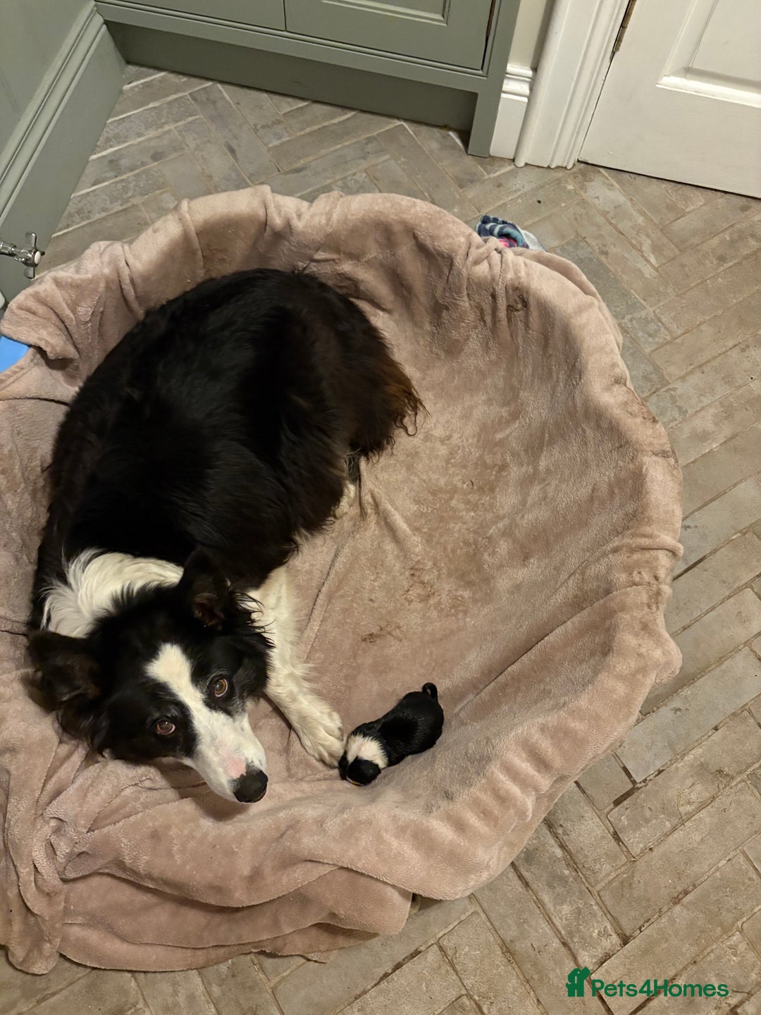 Border Collie dogs for sale: Collie pups  - Advert 10