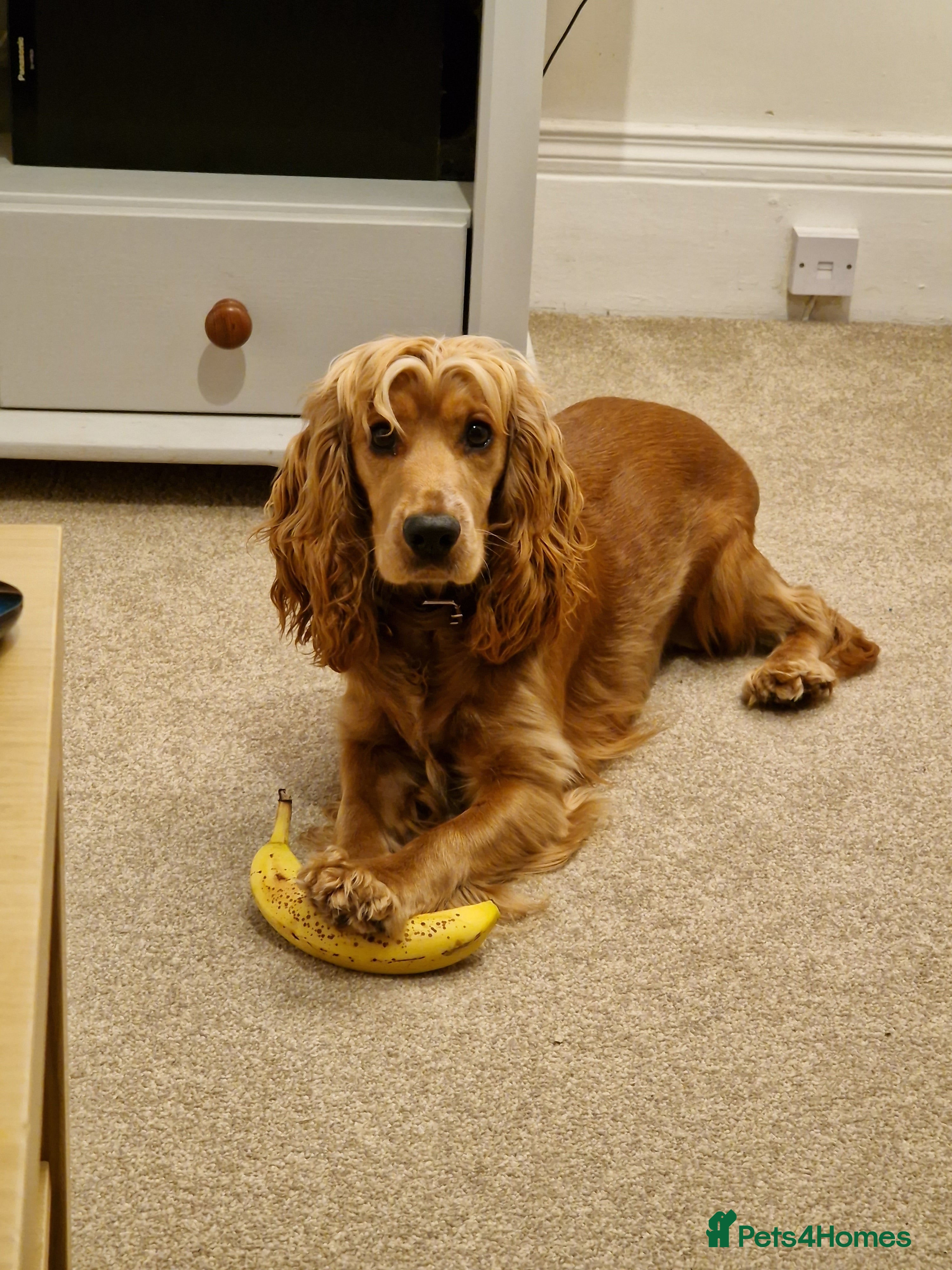 Cocker Spaniel dogs Cocker Spaniel Puppies - Advert 1