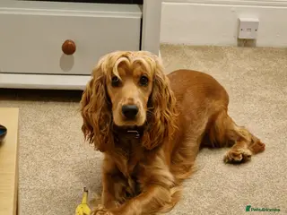 Cocker Spaniel dogs Cocker Spaniel Puppies - Advert 18