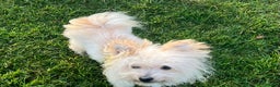 Pomapoo dogs for sale: Yuki 1 year old Pomapoo - Advert 4