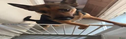 German Shepherd dogs for sale: German Shepherd puppy for sale - Advert 9