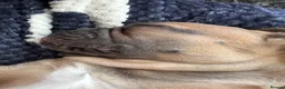French Bulldog dogs for sale: 14 week old French bulldog puppy  in Sutton-in-Ashfield - Advert 4