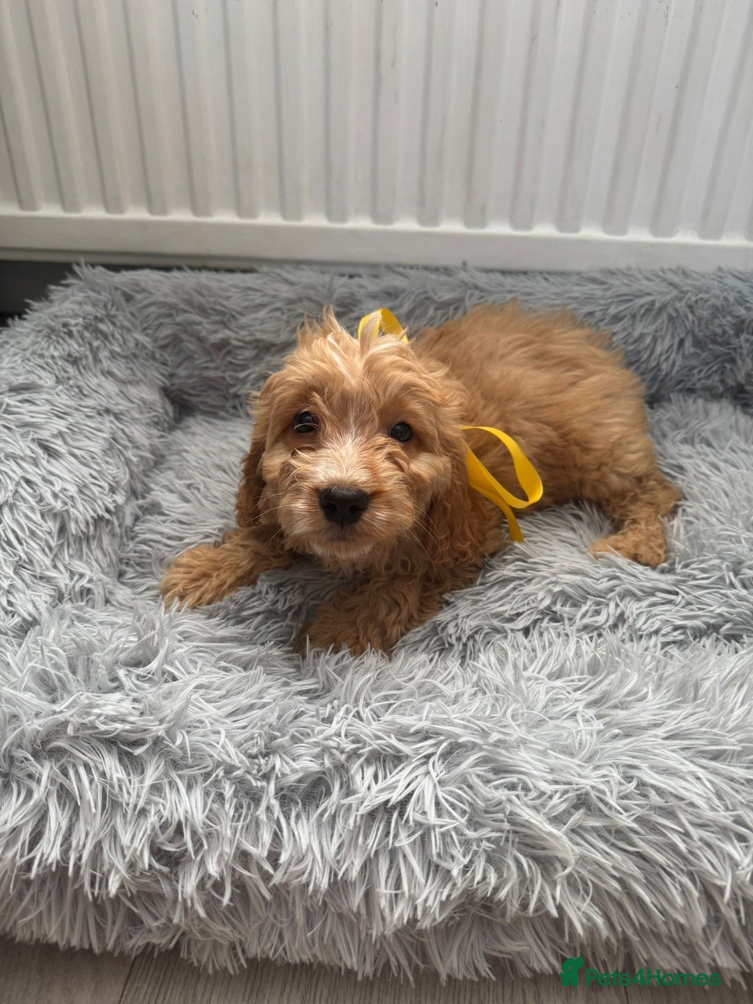 Cockapoo dogs for sale: Cockapoo Puppies - Image 6