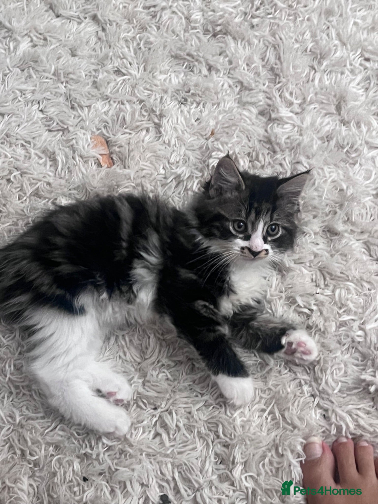 Mixed Breed cats Kittens - Advert 1
