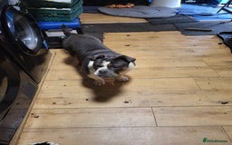 Olde English Bulldogge dogs for sale: Olde tyme English bulldog for sale - Image 3