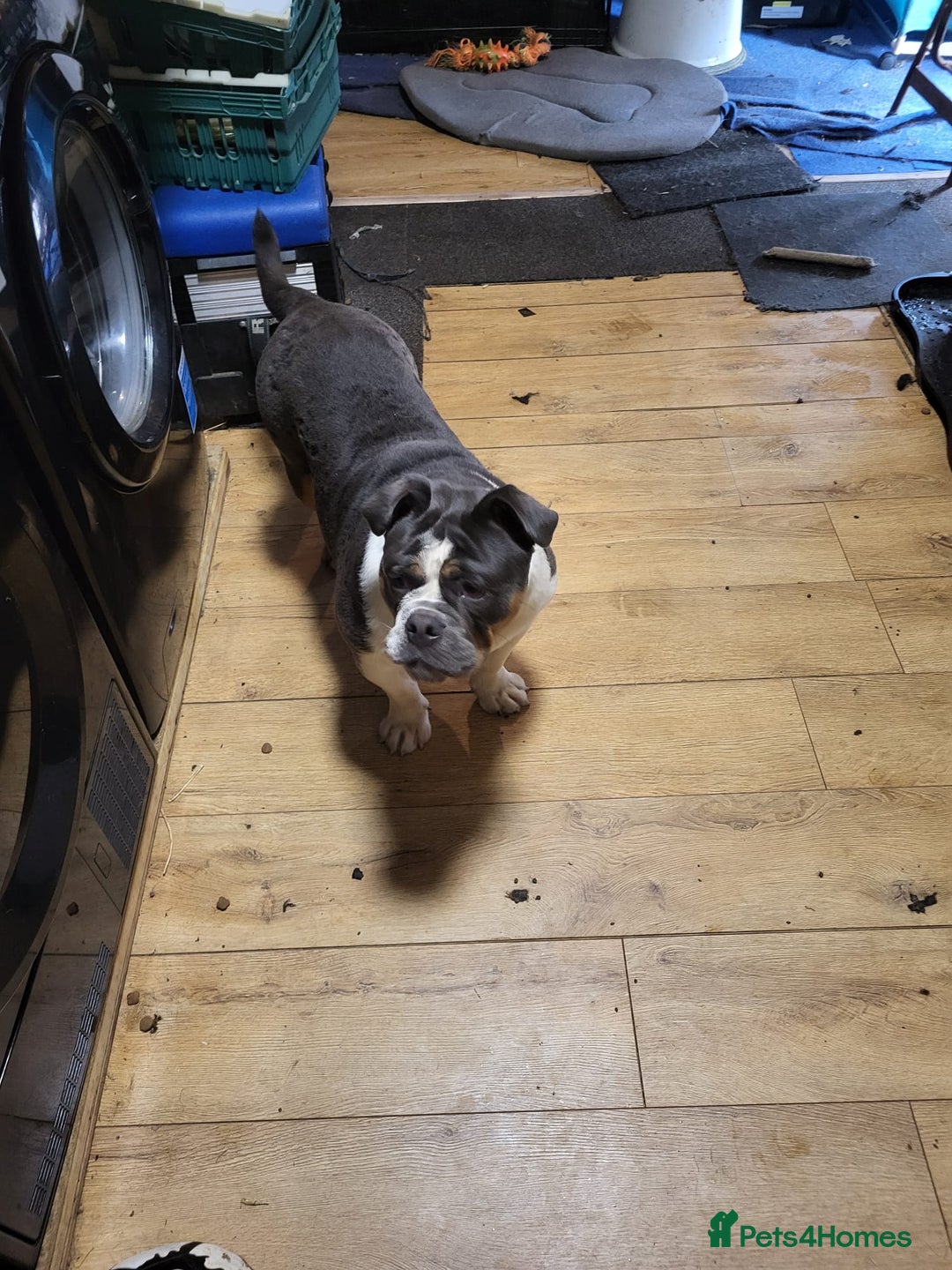 Olde English Bulldogge dogs for sale: Olde tyme English bulldog for sale - Image 3