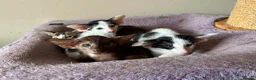 Oriental cats for sale: Pedigree GCCF Oriental Kittens  - Advert 31