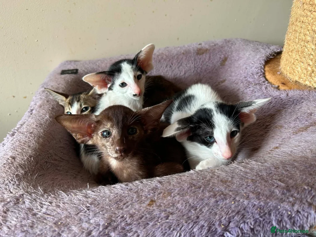 Oriental cats for sale: Pedigree GCCF Oriental Kittens  - Advert 31