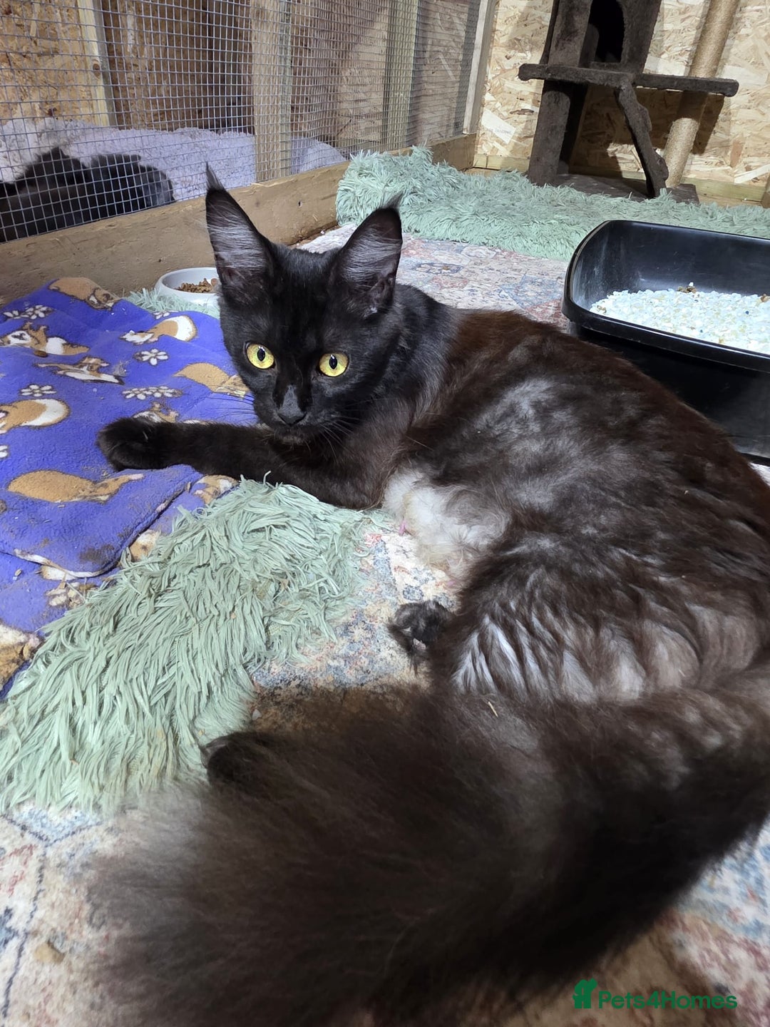 Maine Coon cats for sale: Pure Breed Maine Coone Kittens - Advert 5