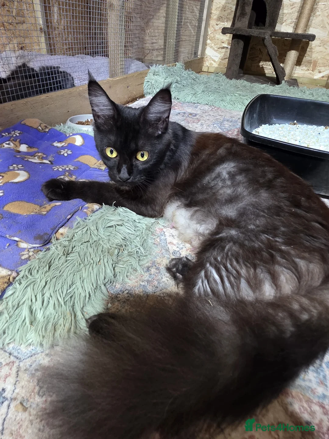 Maine Coon cats for sale: Pure Breed Maine Coone Kittens - Advert 5