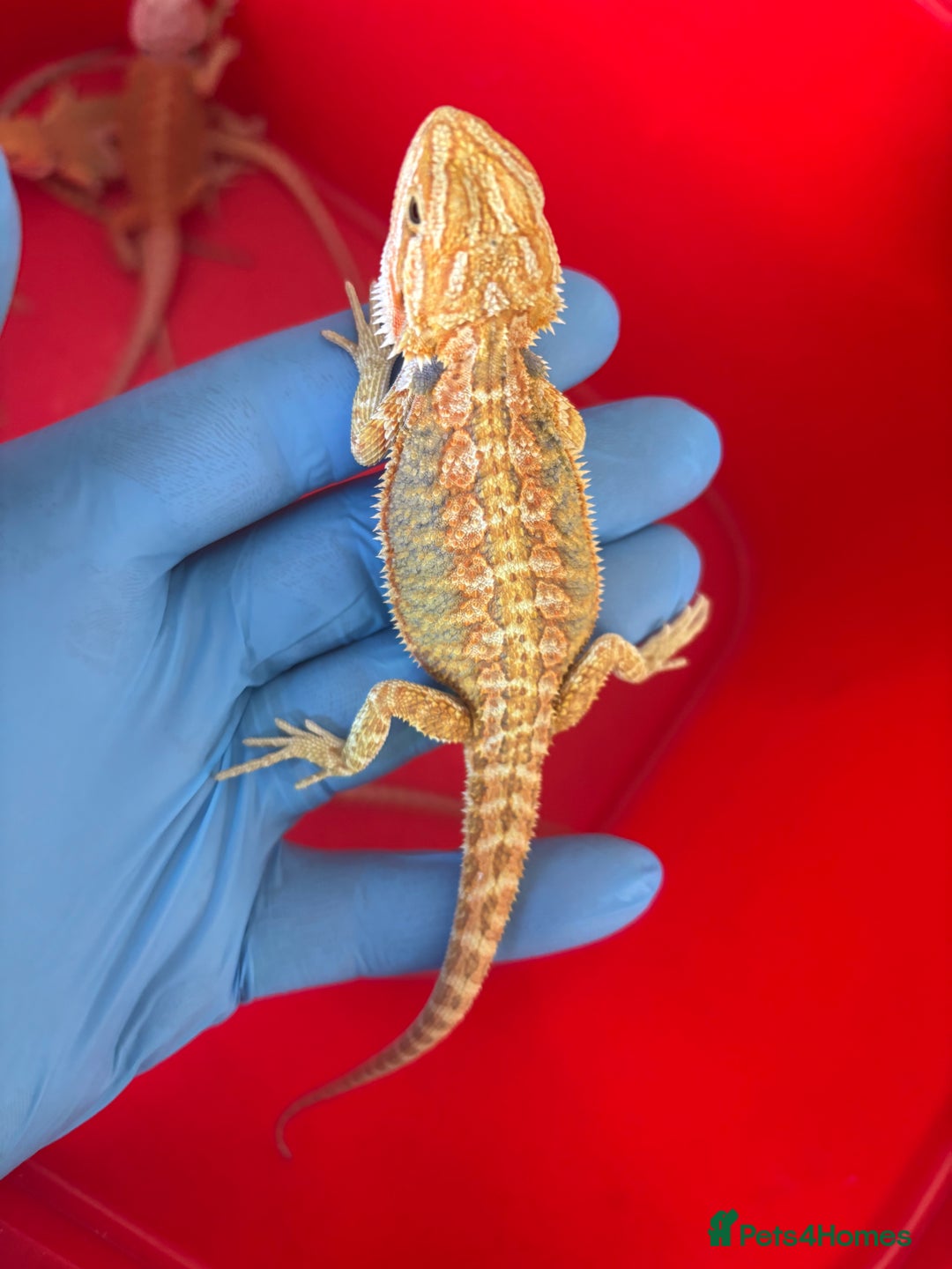Bearded Dragon reptiles for sale: Baby bearded dragons  - Image 7
