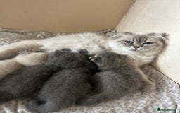 Scottish Fold cats for sale: Scottish fold kittens ready for reservation. - Image 23