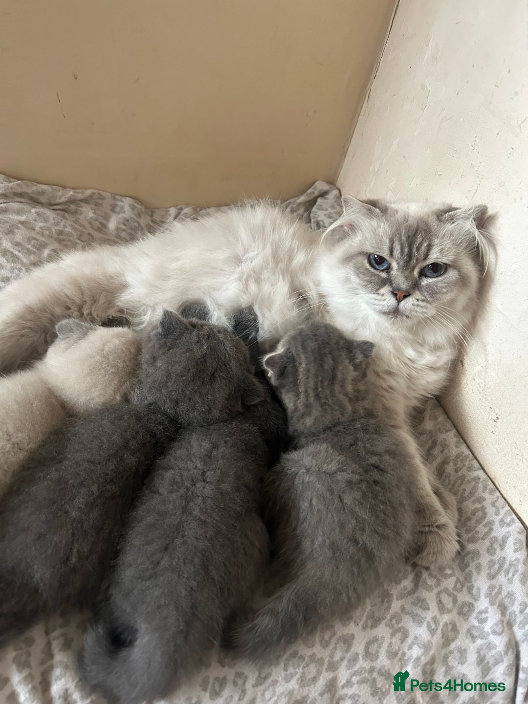 Scottish Fold cats for sale: Scottish fold kittens ready for reservation. - Image 23