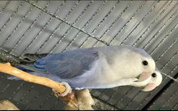 Lovebirds birds for sale: Healthy Lovebirds Pair with Cage for Sale. - Image 3