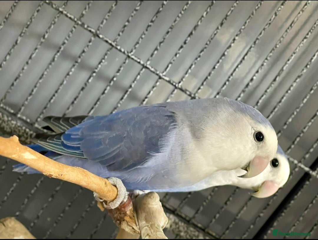 Lovebirds birds for sale: Healthy Lovebirds Pair with Cage for Sale. - Image 3