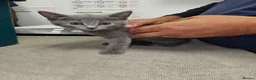 Russian Blue cats for sale: Russian Blue Kittens for Sale - Advert 7