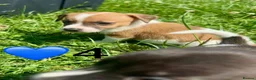 Jack Russell dogs for sale: Beautiful Jack Russell Pups Ready for Forever Home - Advert 24