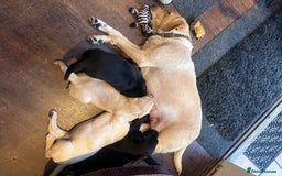 Labrador Retriever dogs for sale: Beautiful Labrador Puppies, Family Raised - Image 7