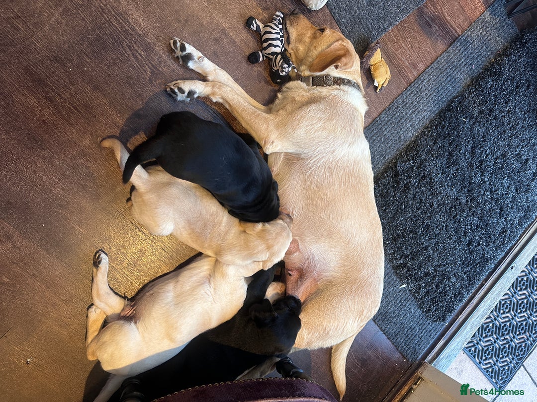 Labrador Retriever dogs for sale: Beautiful Labrador Puppies, Family Raised - Image 7
