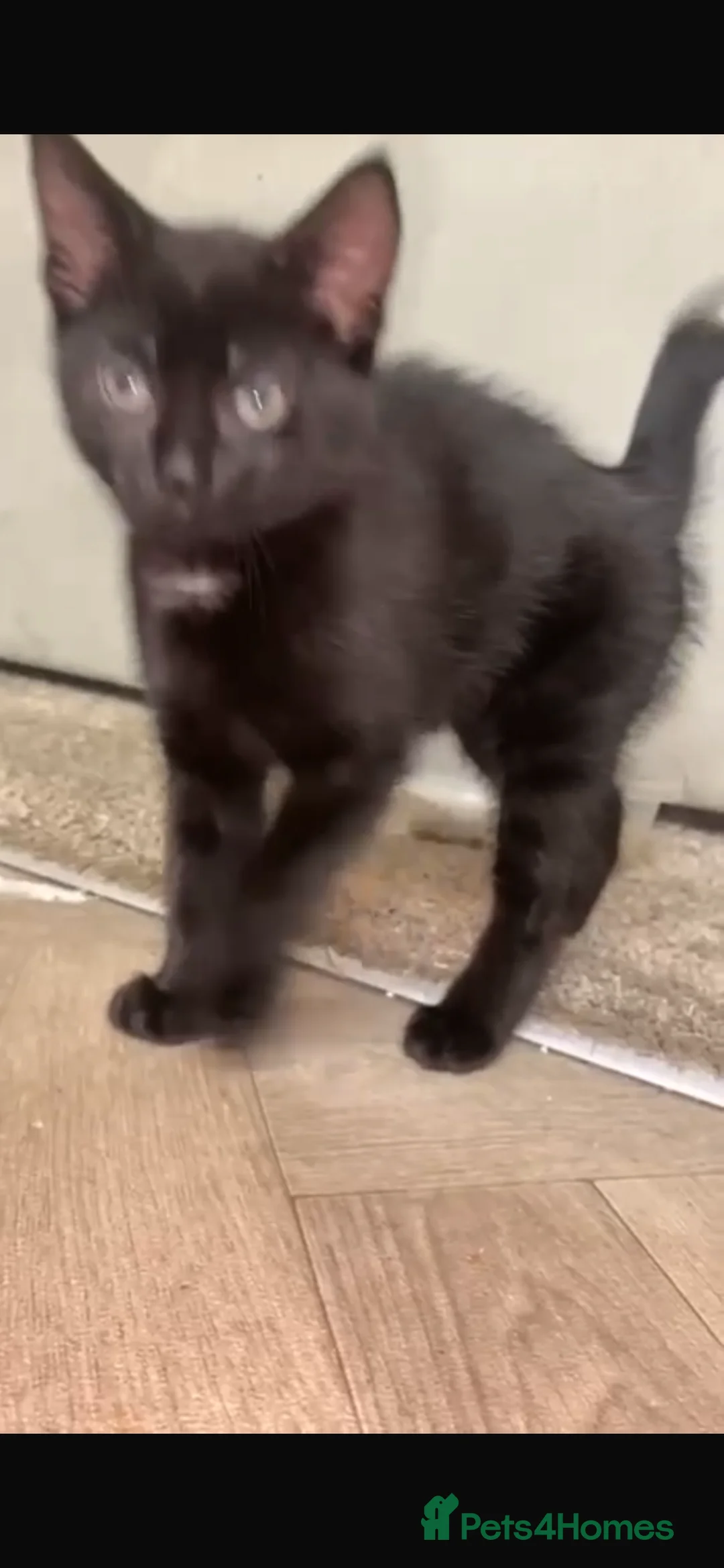 Domestic Shorthair cats for sale: Black kitten  - Advert 3