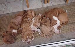Old Tyme Bulldog dogs for sale: Old Tyme Bulldog pups 9 weeks  - Image 4