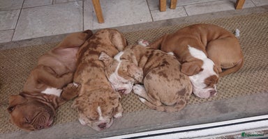 Old Tyme Bulldog dogs - Advert 15