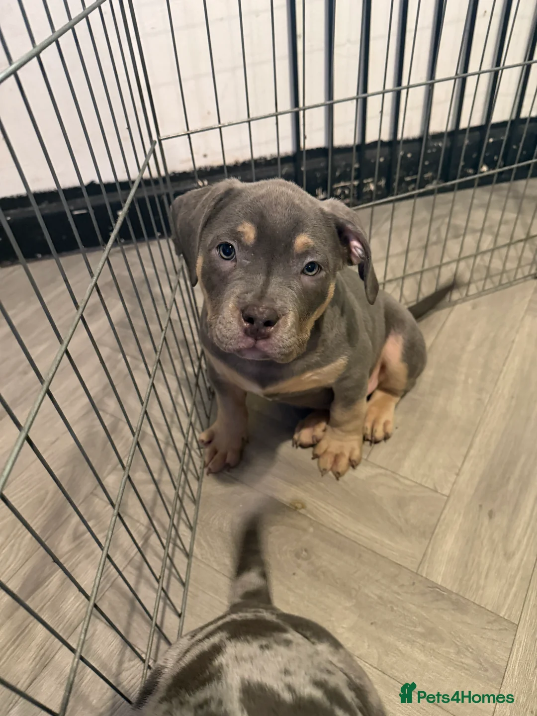 American Bully dogs for sale: Pocket bully pups  - Advert 10