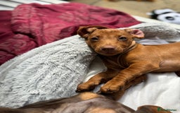 Dachshund dogs for sale: Beautiful puppies of standard dachshund  - Image 15