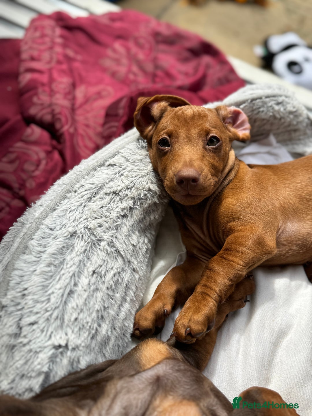 Dachshund dogs for sale: Beautiful puppies of standard dachshund  - Image 15