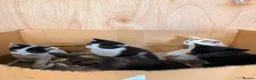 Mixed Breed cats for sale: Adorable kittens for sale in Liverpool - Advert 8