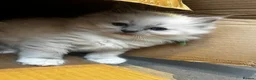 Ragdoll cats for sale: Blue Ragdoll Kittens parents health tested  - Advert 13