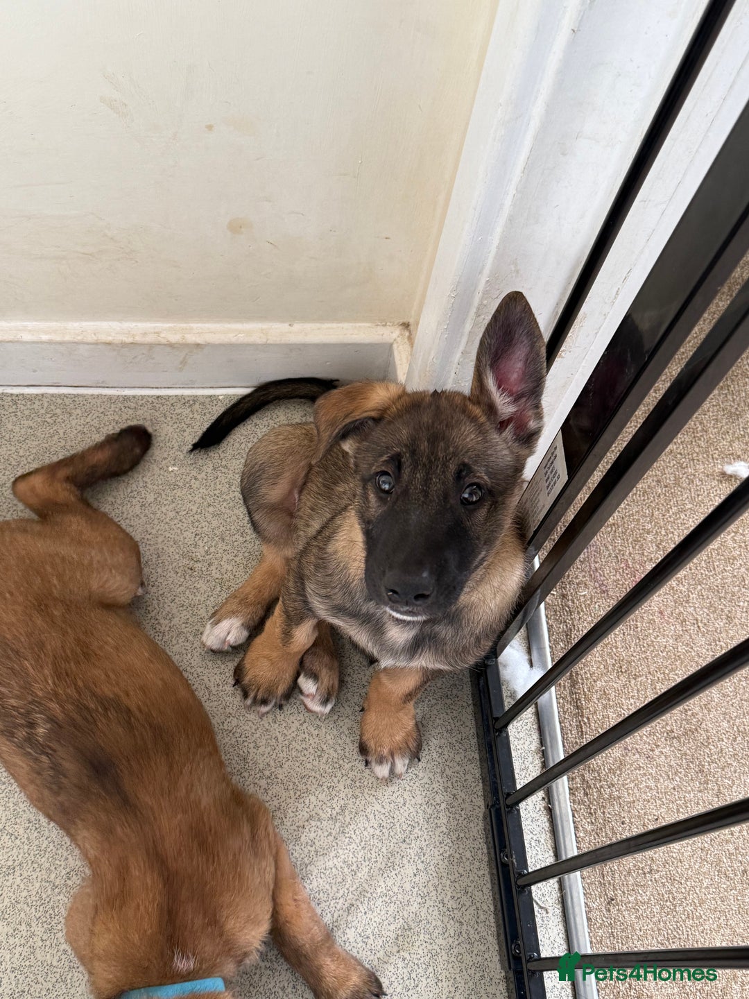 Belgian Shepherd Dog dogs for sale: Belgian Malinois puppies🐾 - Image 35
