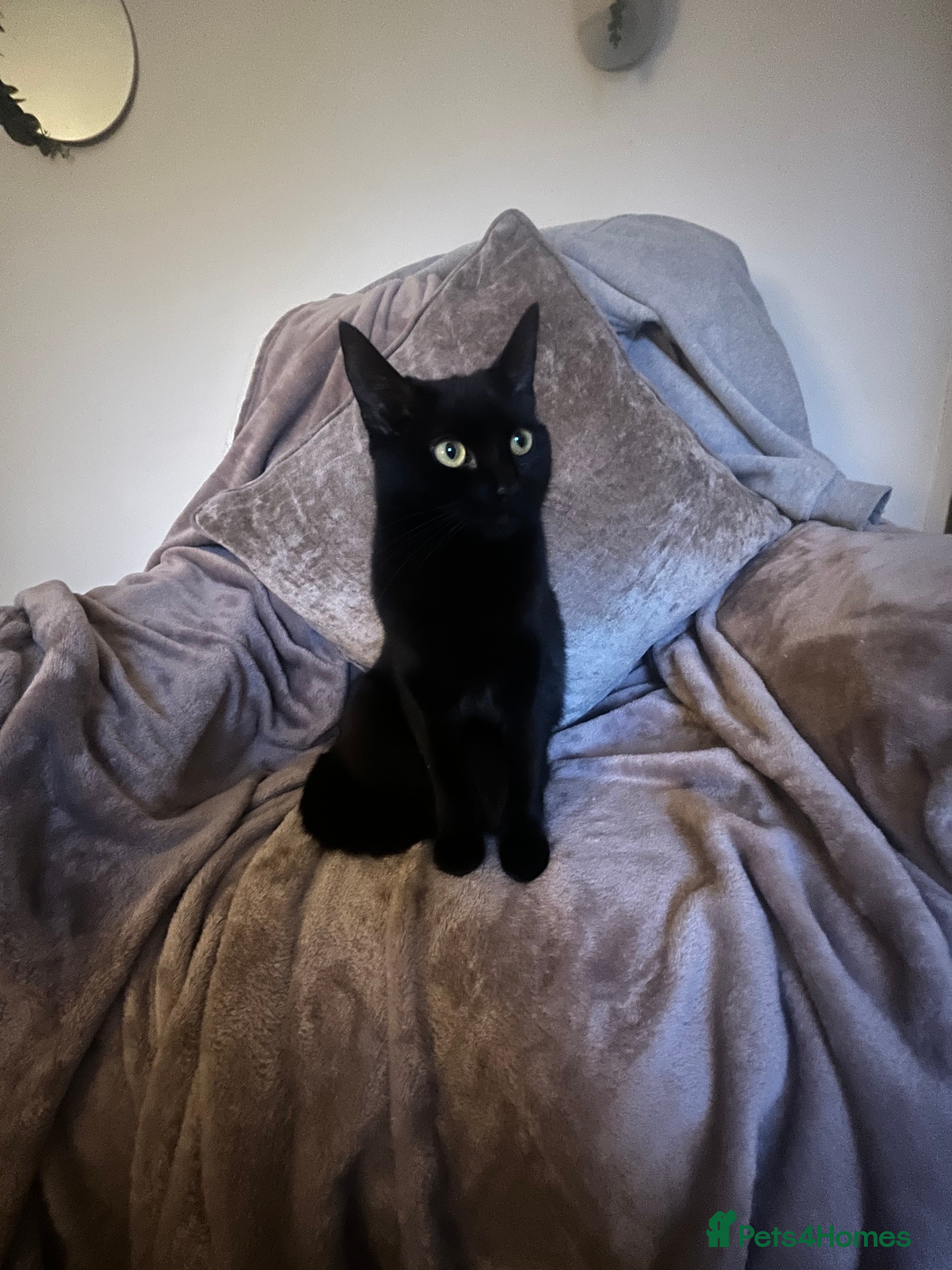 British Shorthair cats 2 sisters in Mansfield - Advert 5