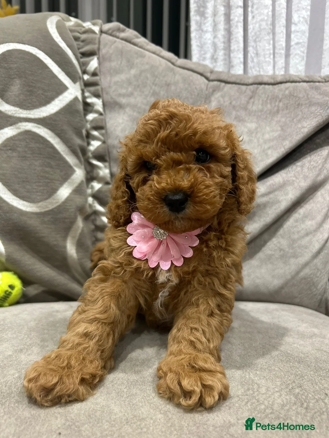 Cavapoo dogs for sale: F1b cavapoo puppies - Advert 7