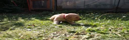 Golden Retriever dogs for sale: Litter of Golden Retriver puppies in Peterborough - Advert 11