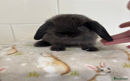 Mini Lop rabbits for sale: BEAUTIFUL MINI LOP BABIES READY NOW  - Image 1