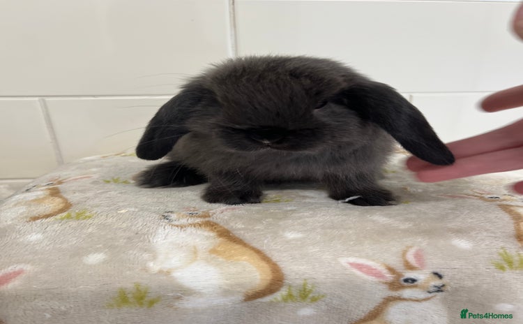 Mini Lop rabbits - Advert 1