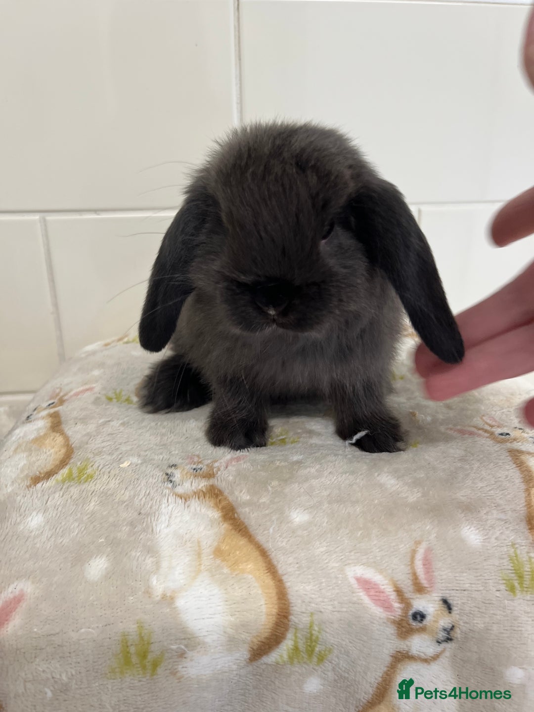 Mini Lop rabbits for sale: BEAUTIFUL MINI LOP BABIES READY NOW  - Image 1