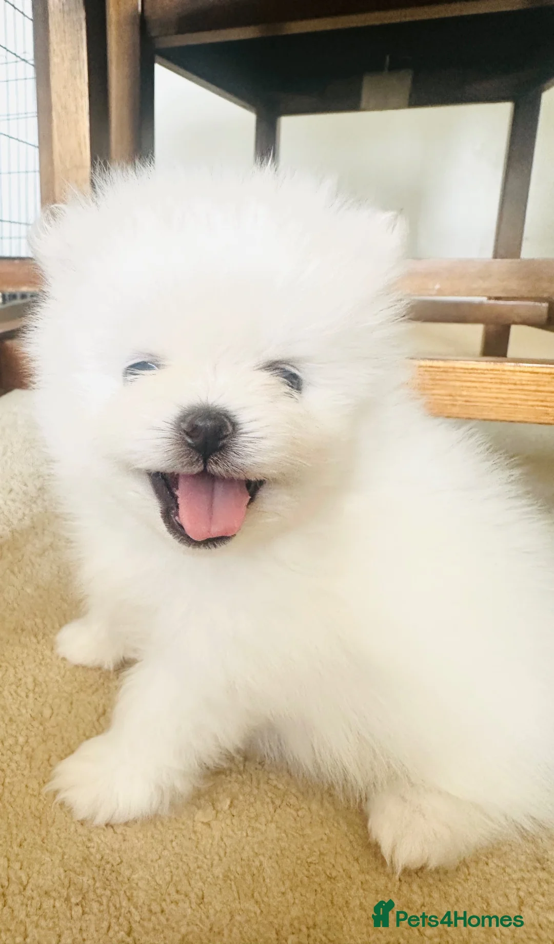 Pomeranian dogs for sale: Adorable little pom-poms looking new parents - Advert 2