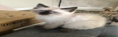 Ragdoll 3