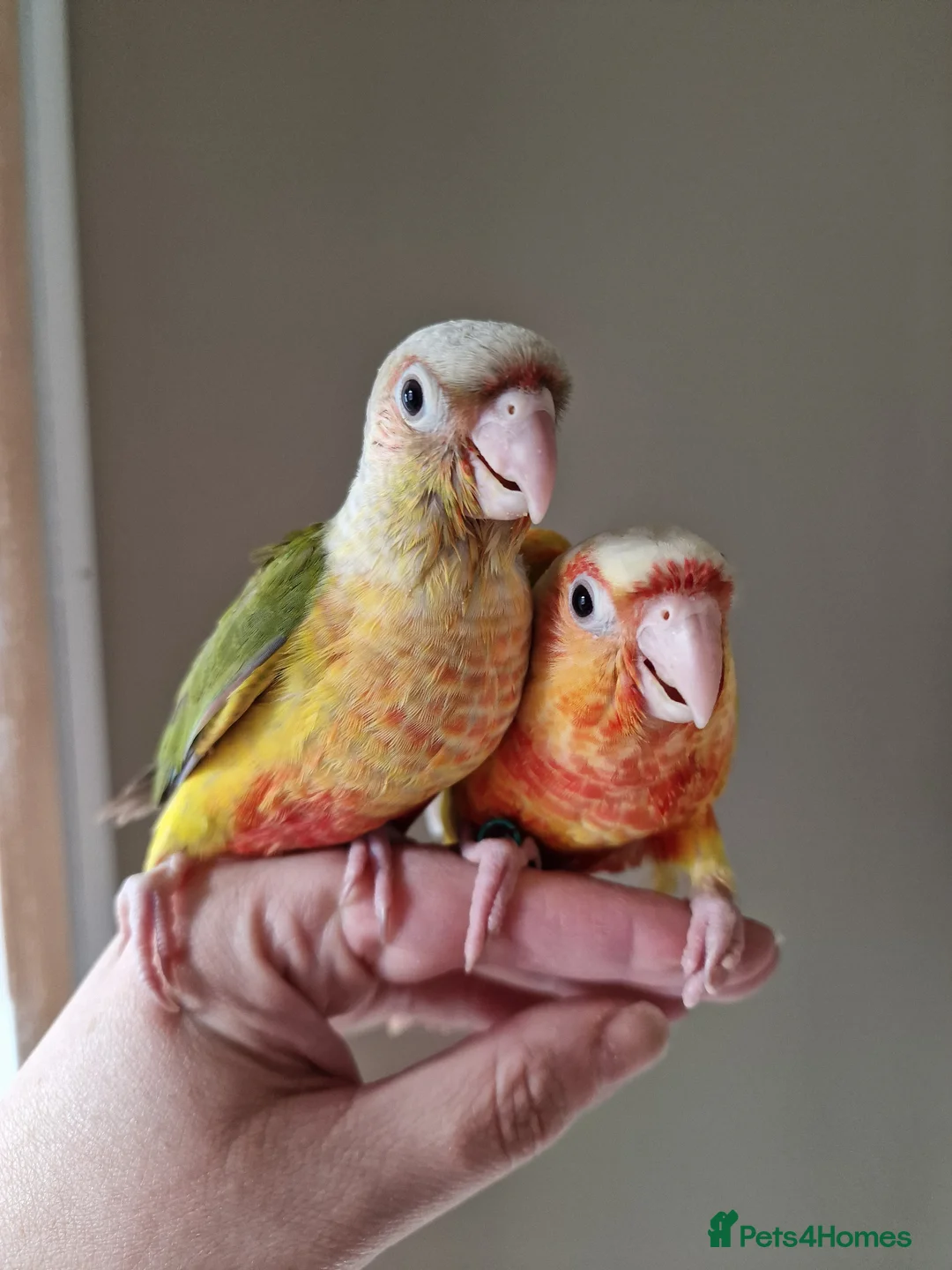 Conures birds for sale: Beautiful fully hand reared conure baby's  - Advert 2