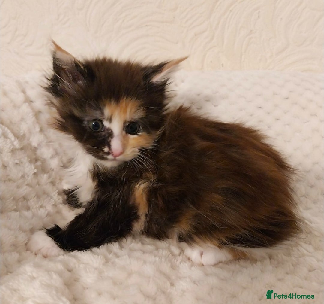 Maine Coon cats for sale: Maine Coon Kittens Polydactyl. Tortie. White - Image 8