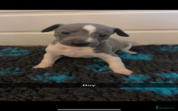 Whippet dogs for sale: KC registered Whippet Pups for Sale - Image 6