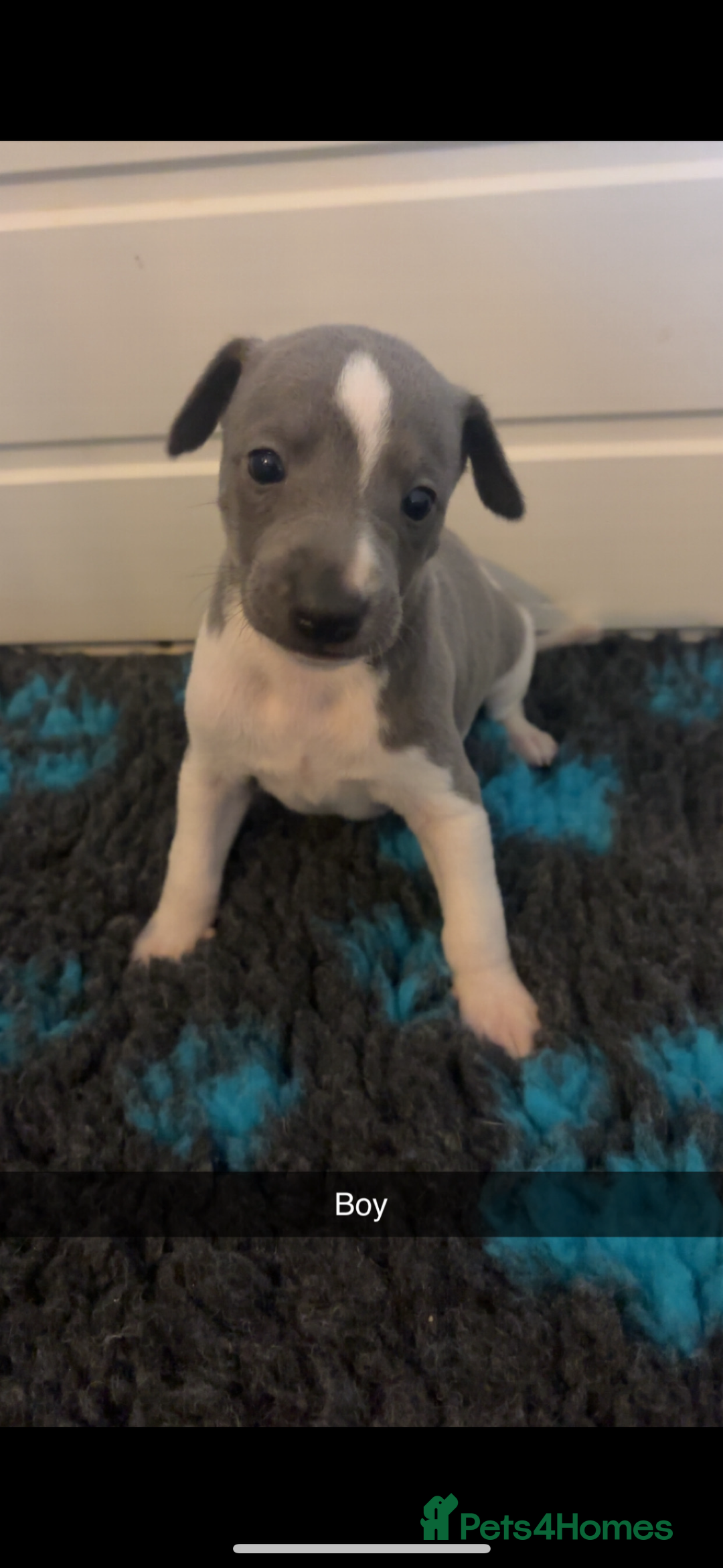 Whippet dogs for sale: KC registered Whippet Pups for Sale - Image 6