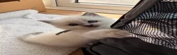 Ragdoll cats for sale: Gorgeous Blue Point Ragdoll Kittens Available  - Advert 22