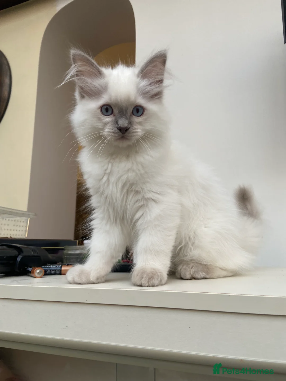 Ragdoll cats for stud: Gorgeous GGCF/TICA chocolate  mitted ragdoll in Norwich - Advert 12