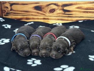 Sprocker dogs Fully Health Tested Sprocker Spaniel Puppies - Advert 16